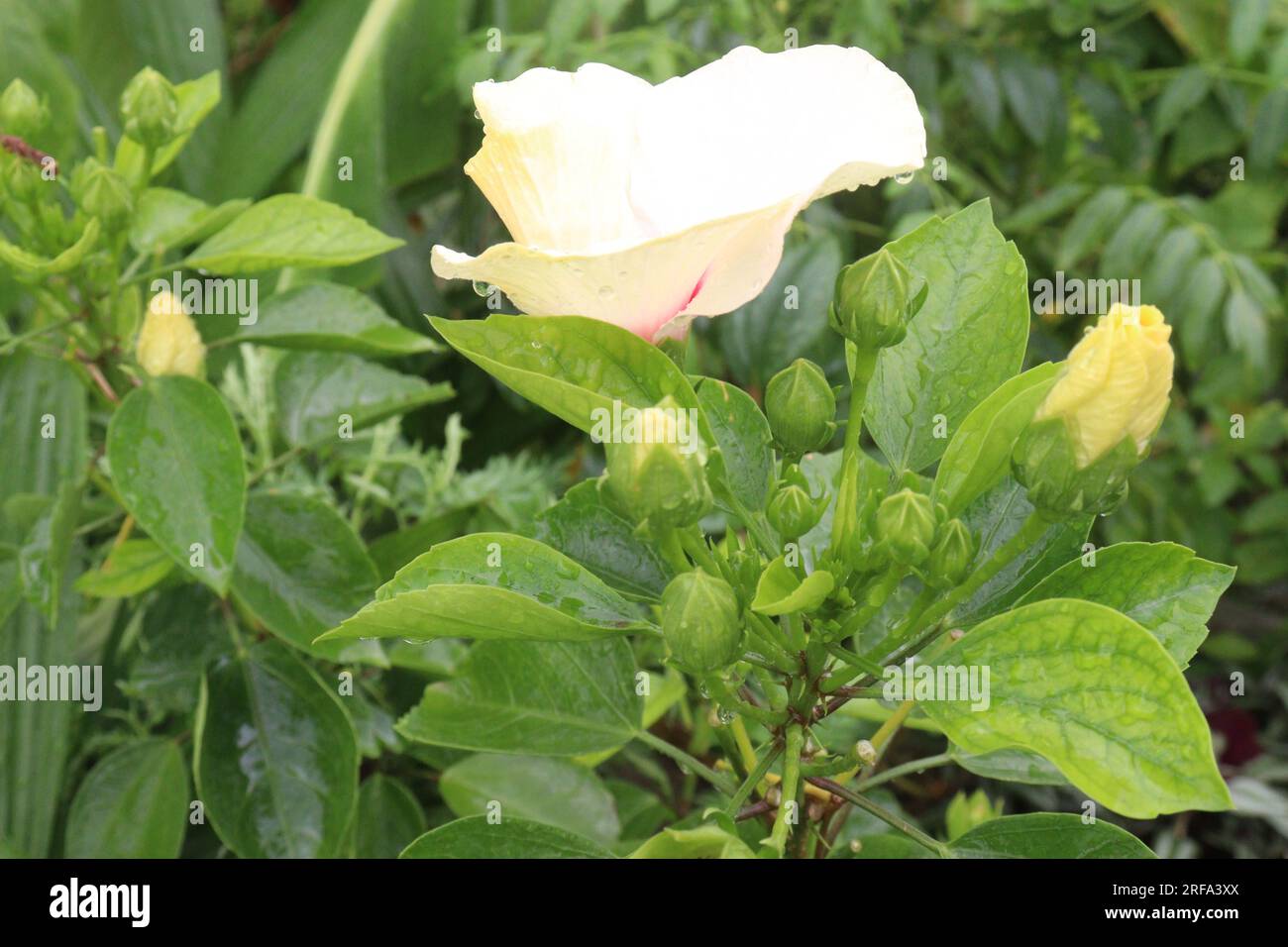 La Brugmansia aurea Flower Plant in azienda agricola per la raccolta sono colture da contante Foto Stock