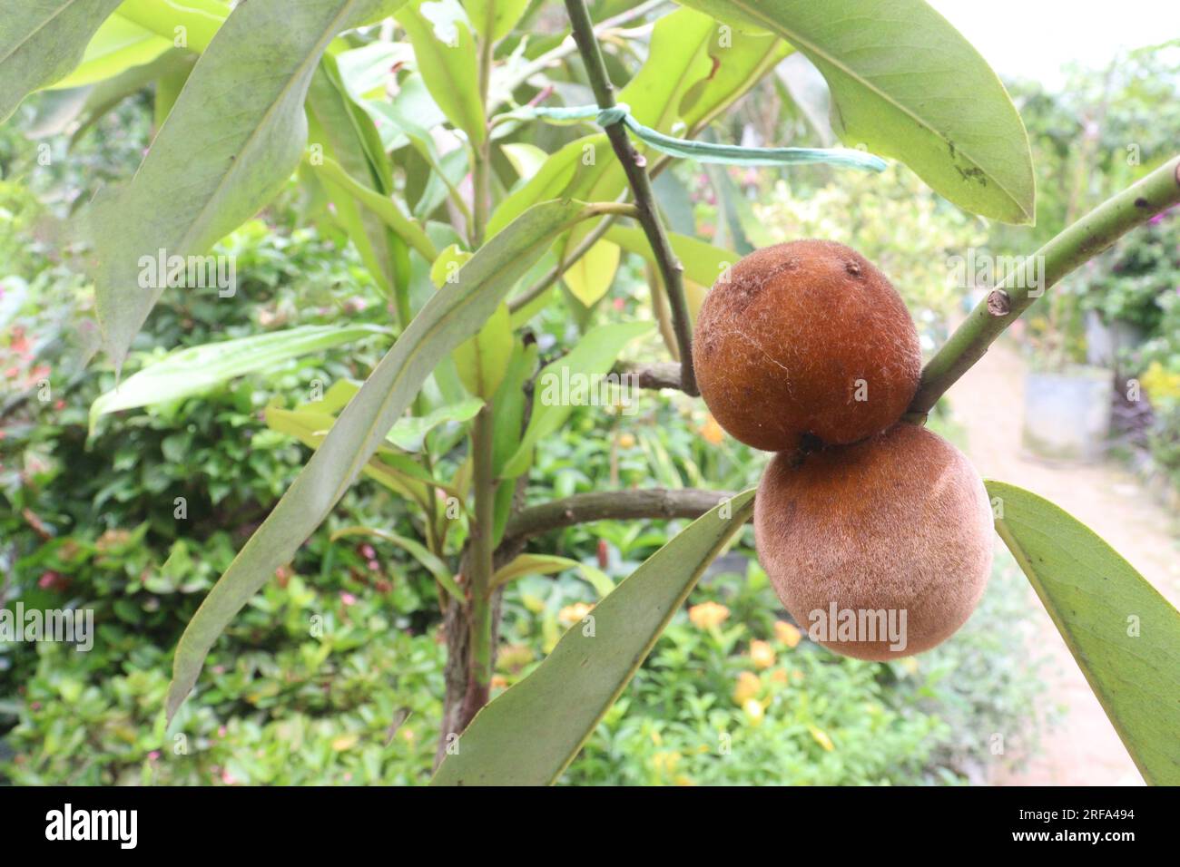 La mela di velluto su un albero in fattoria per la raccolta sono colture da contante Foto Stock
