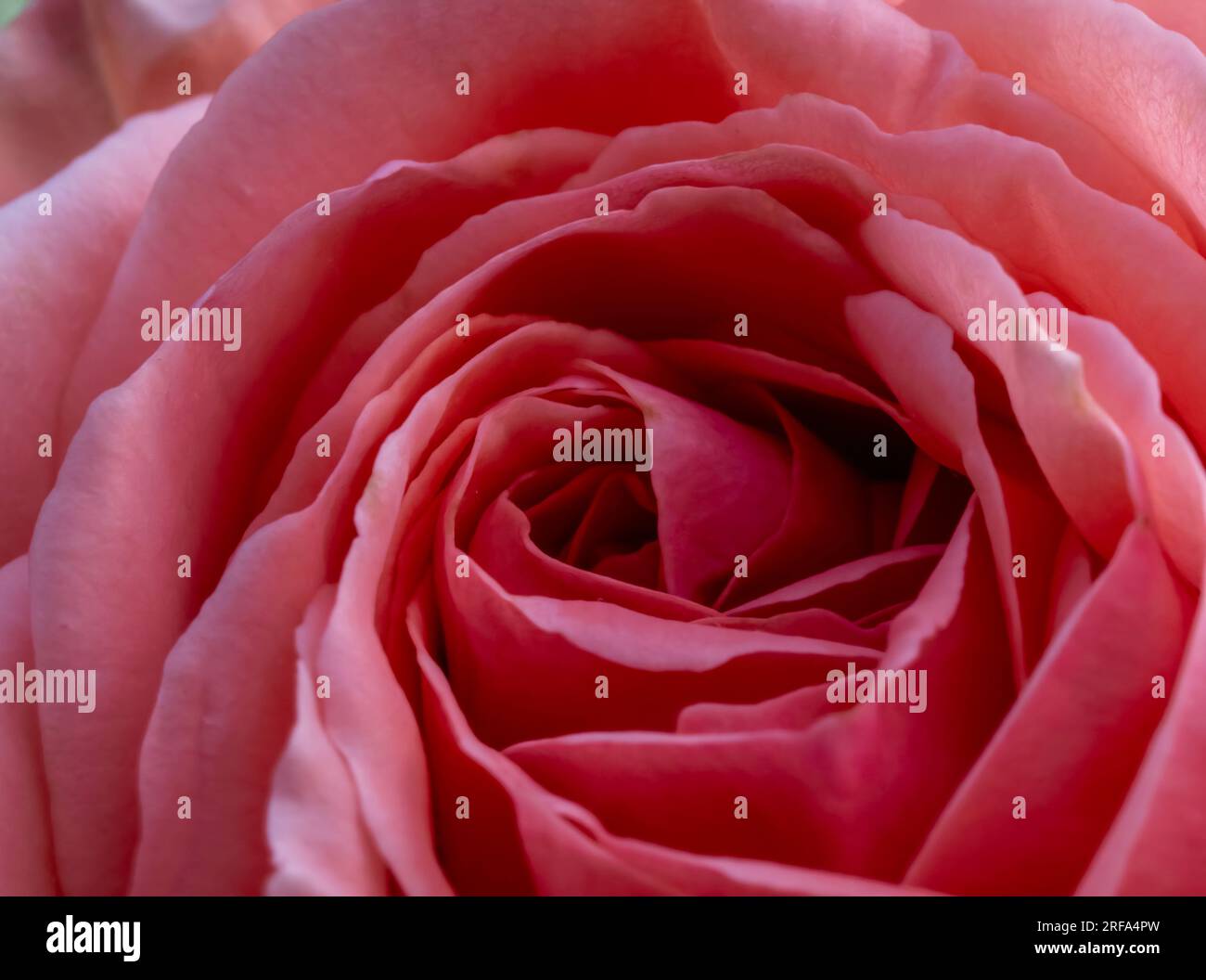Primo piano con rosa rosa . Dettagli fiori. Foto Stock