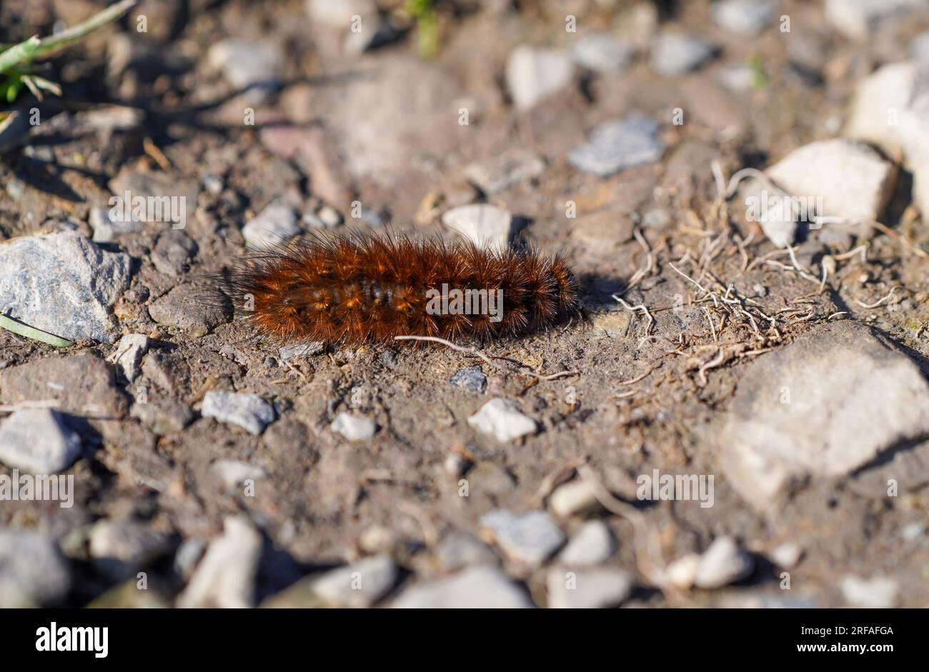 Ruby Tiger caterpillar. Primo piano di insetti in ambiente naturale. Phragmatobia fuliginosa. Foto Stock