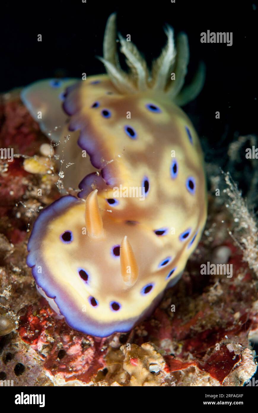 Tryon's Nudibranch, Hypselodoris tryoni, Pulau Putus dive site, Lembeh Straits, Sulawesi, Indonesia Foto Stock