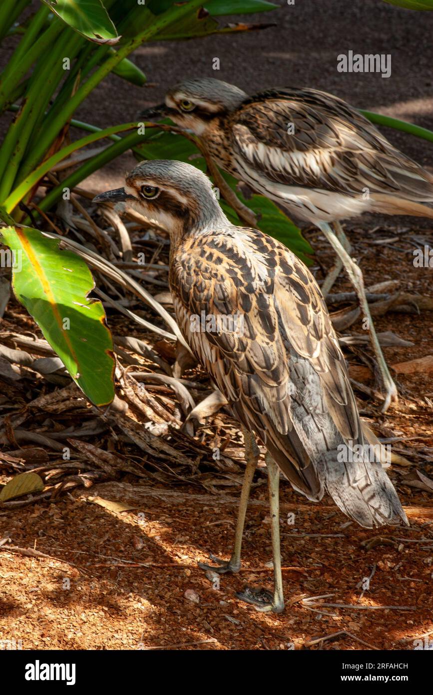 Bush Stone-Curlew, Burhinus grallarius, Burhinus magnirostris, Burhinidae, Southern Curlew, Bush Curlew, Scrub Stone-curlew, Southern Stone plover, Foto Stock