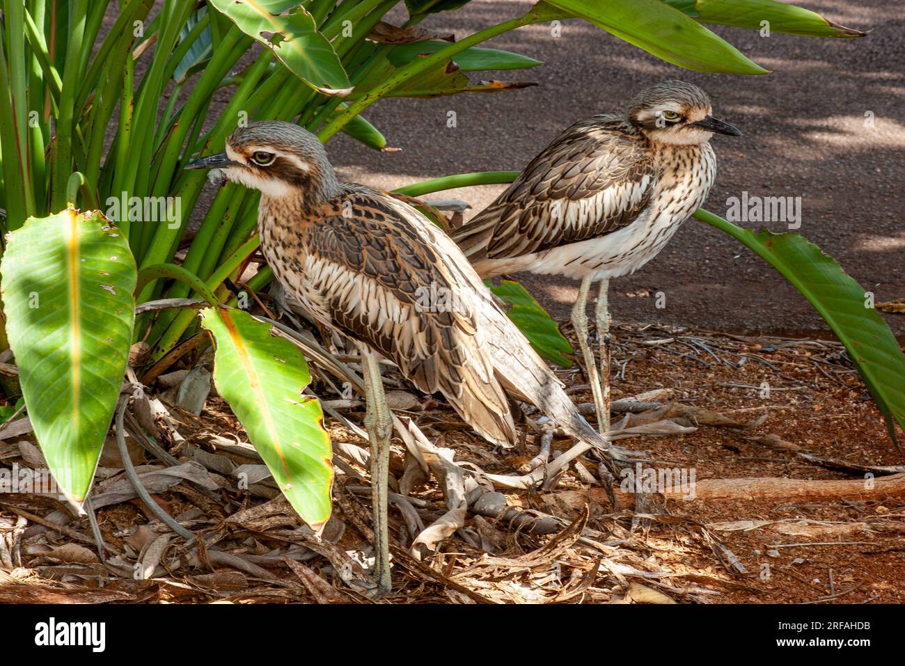 Bush Stone-Curlew, Burhinus grallarius, Burhinus magnirostris, Burhinidae, Southern Curlew, Bush Curlew, Scrub Stone-curlew, Southern Stone plover, Foto Stock
