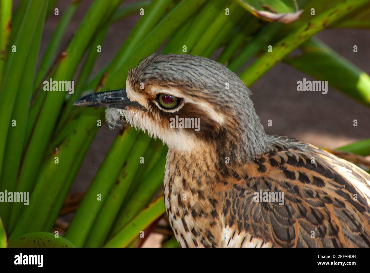Bush Stone-Curlew, Burhinus grallarius, Burhinus magnirostris, Burhinidae, Southern Curlew, Bush Curlew, Scrub Stone-curlew, Southern Stone plover, Foto Stock