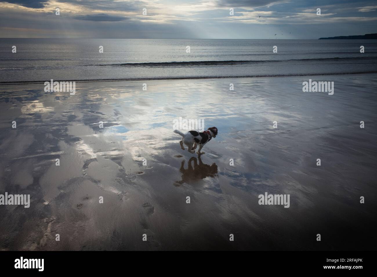 Springer spaniel cucciolo che corre sulla spiaggia con la bassa marea Foto Stock