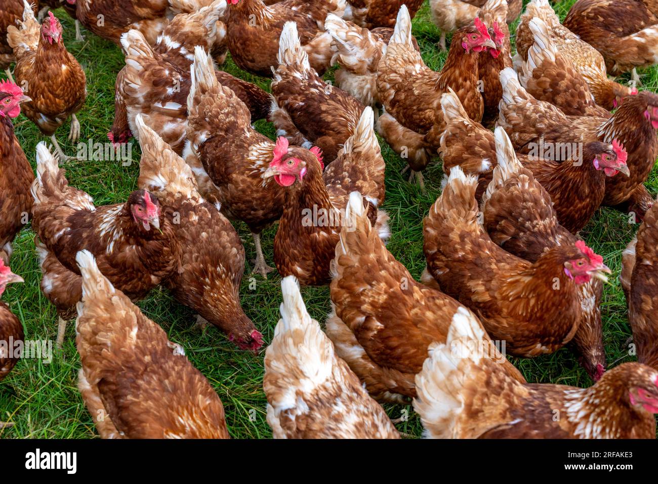 Polli in un prato, stabulazione mobile, polli allevati all’aperto, uova allevate all’aperto, a nord di Warstein-Allagen, NRW, Germania, Foto Stock