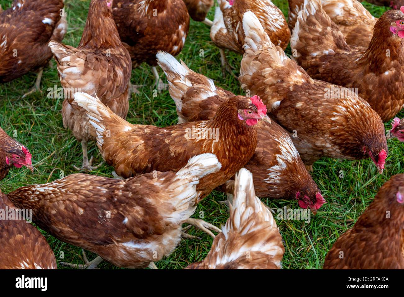 Polli in un prato, stabulazione mobile, polli allevati all’aperto, uova allevate all’aperto, a nord di Warstein-Allagen, NRW, Germania, Foto Stock