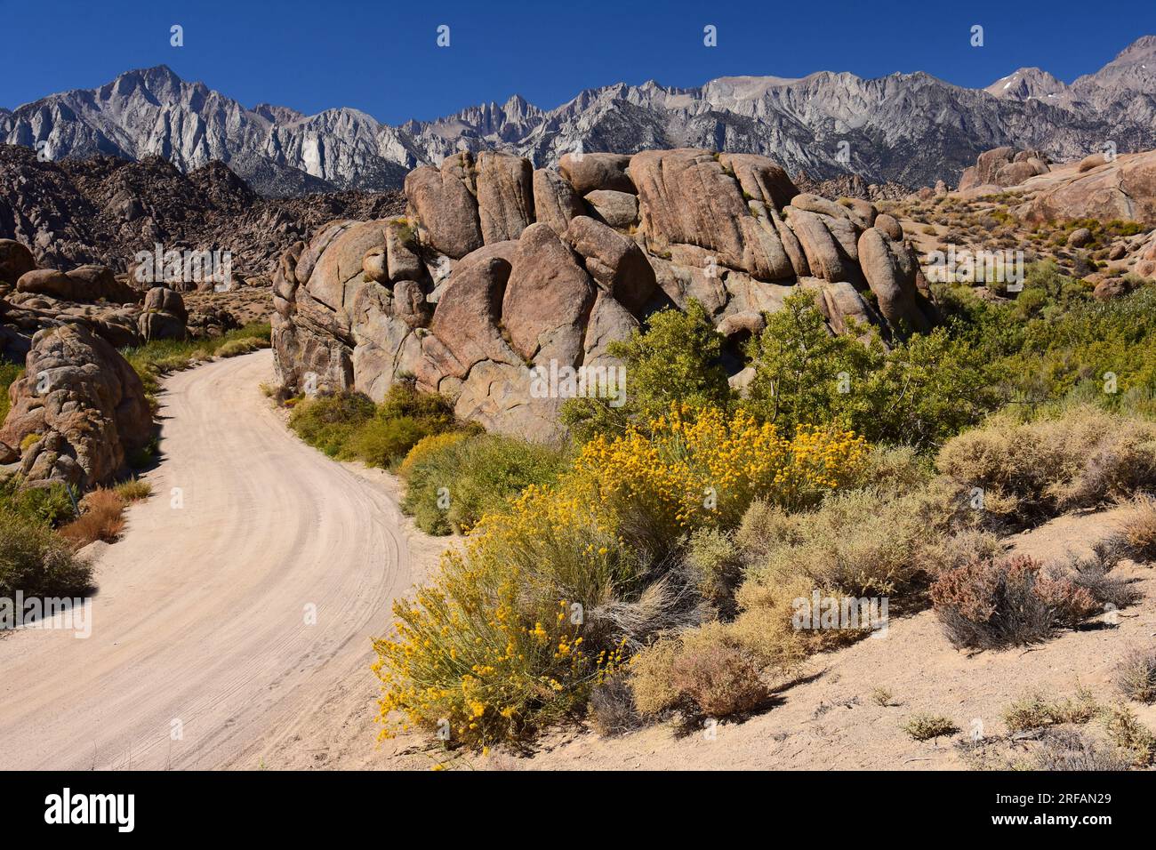 monte whitney, sierras orientali, fiori selvatici gialli, formazioni rocciose selvaggiamente erose delle colline dell'alabama durante il soleggiato giorno d'autunno, vicino al pino solitario, california Foto Stock