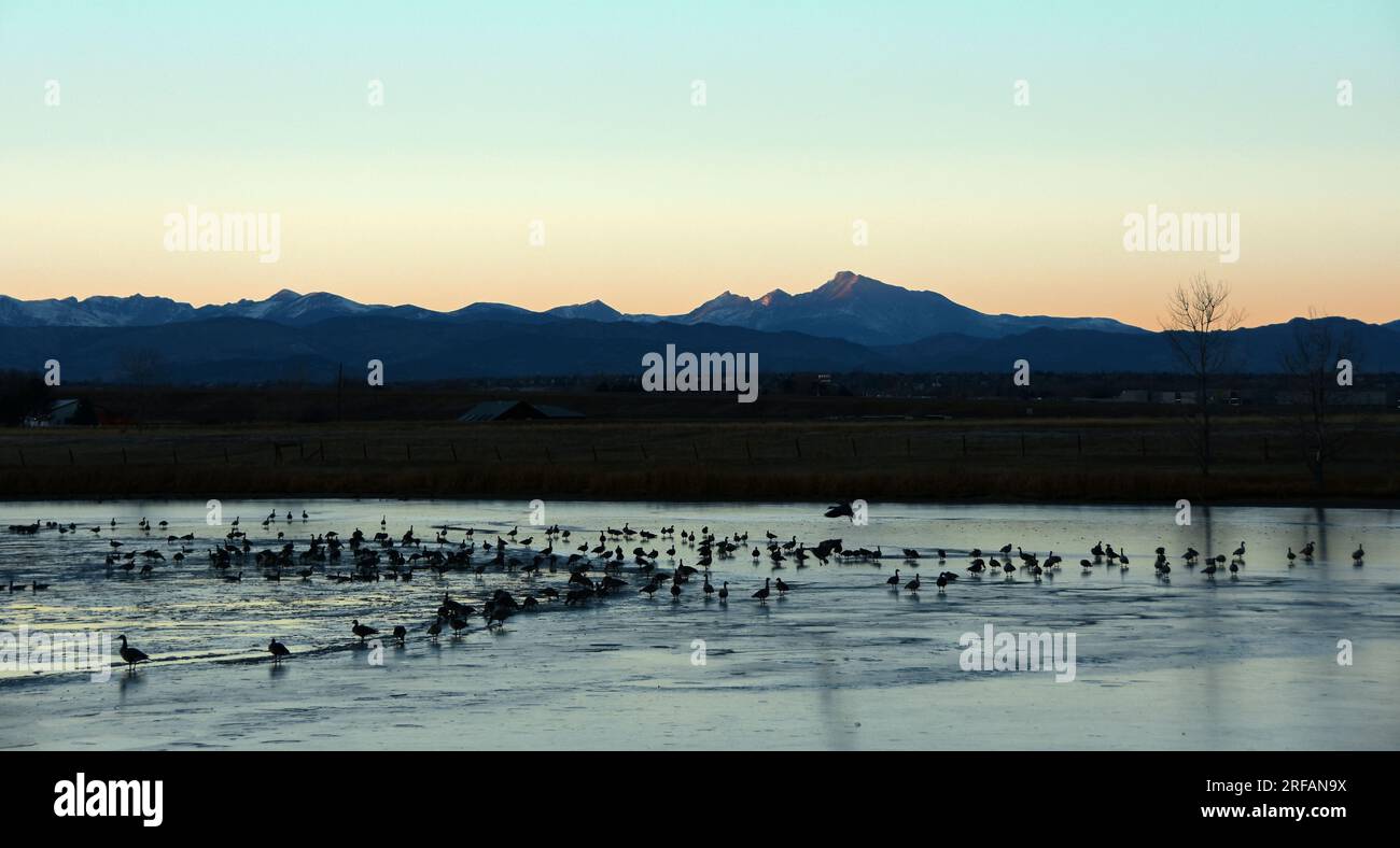 tramonto al lago stearns nella contea di boulder, colorado, in una fredda giornata invernale, con uno sfondo roccioso e stormi di oche canadesi Foto Stock
