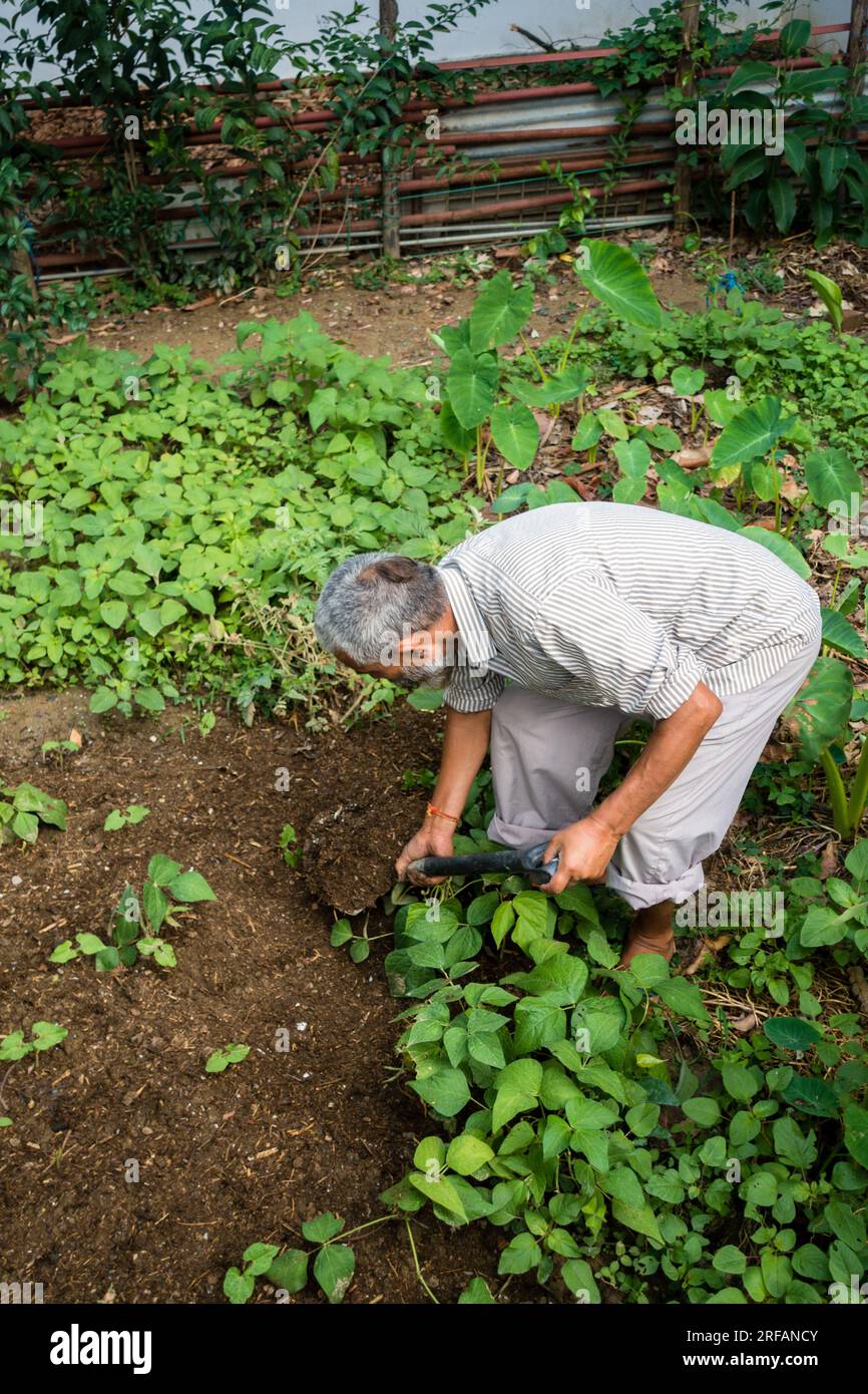 14 ottobre 2022 Uttarakhand, India. Anziano indiano in pensione che si occupa del suo giardino, scavando terreno e piantando verdure. Abbracciare la gioia Foto Stock