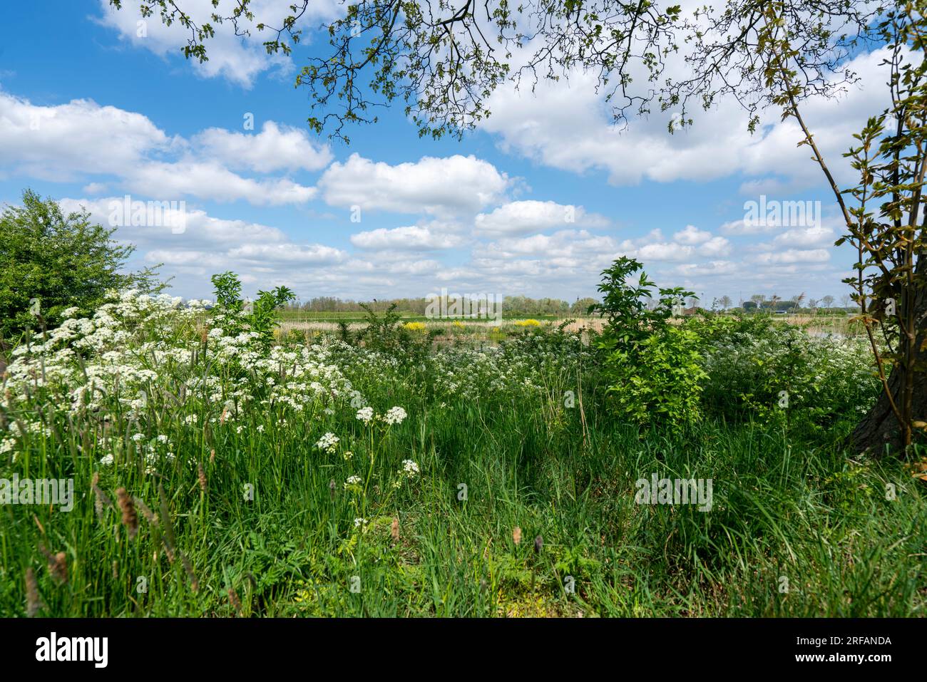 Scopri l'incantevole campagna olandese, dove il tempo sembra essersi fermato. Lo sfondo di lussureggianti pascoli verdi, paesaggi idilliaci e bellezza Foto Stock