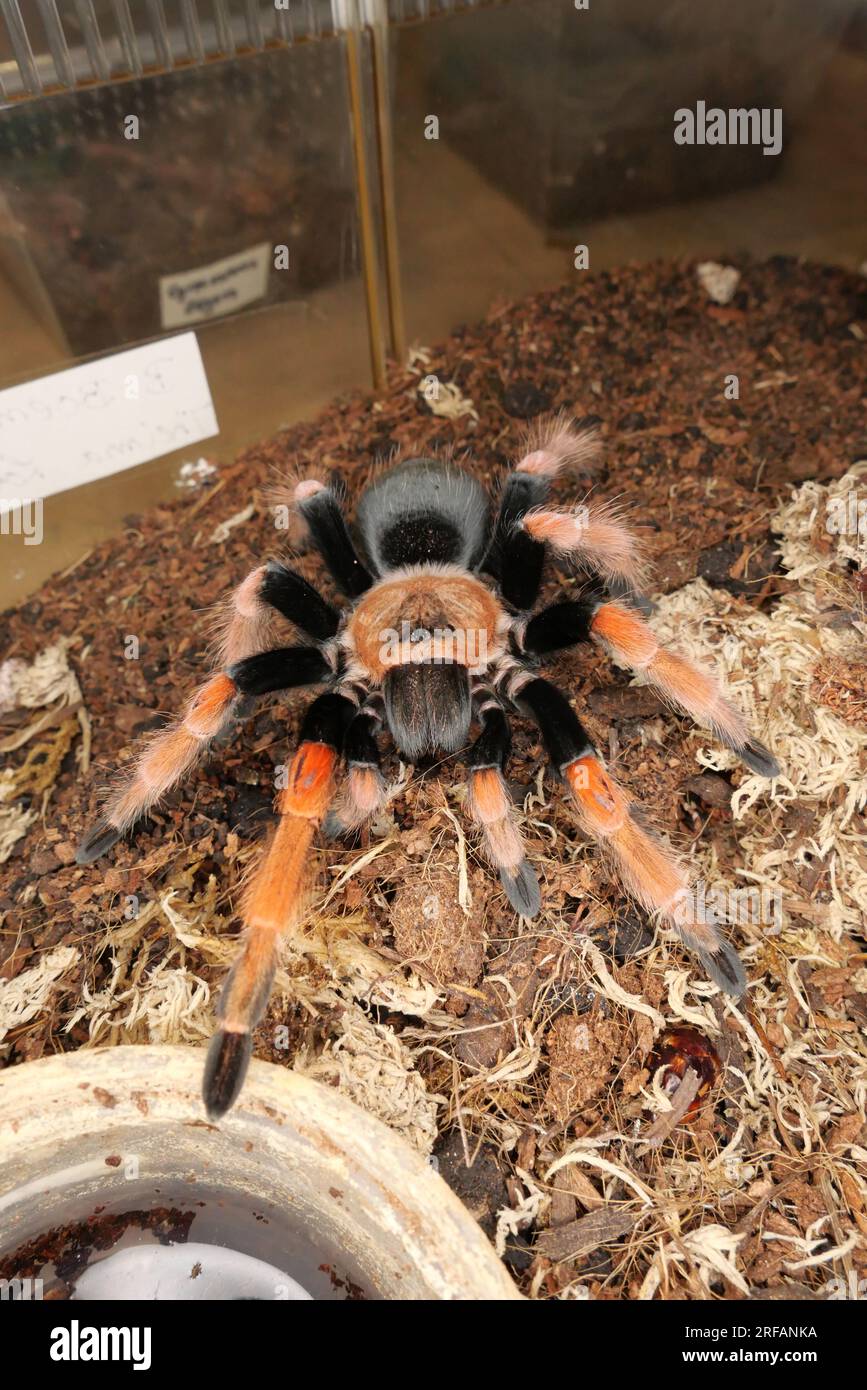 Derby Quad Insects Spiders Creepy Crawlies - Brachypelma Smithi, una specie di ragno della famiglia Theraphosidae originaria del Messico. Foto Stock