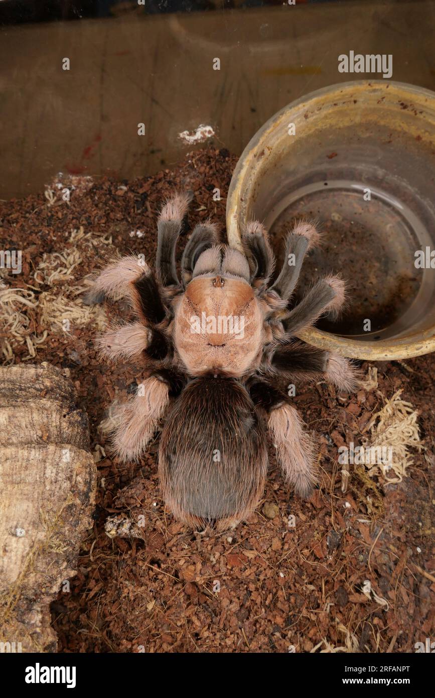 Derby Quad Insects Spiders Creepy Crawlies - Goliath Birdeater (Theraphosa blondi) che appartiene alla famiglia dei tarantola. Foto Stock
