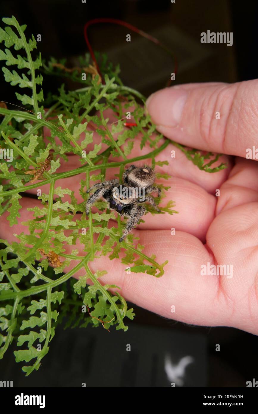 Derby Quad Insects Spiders Creepy Crawlies - ragni che saltano. Foto Stock