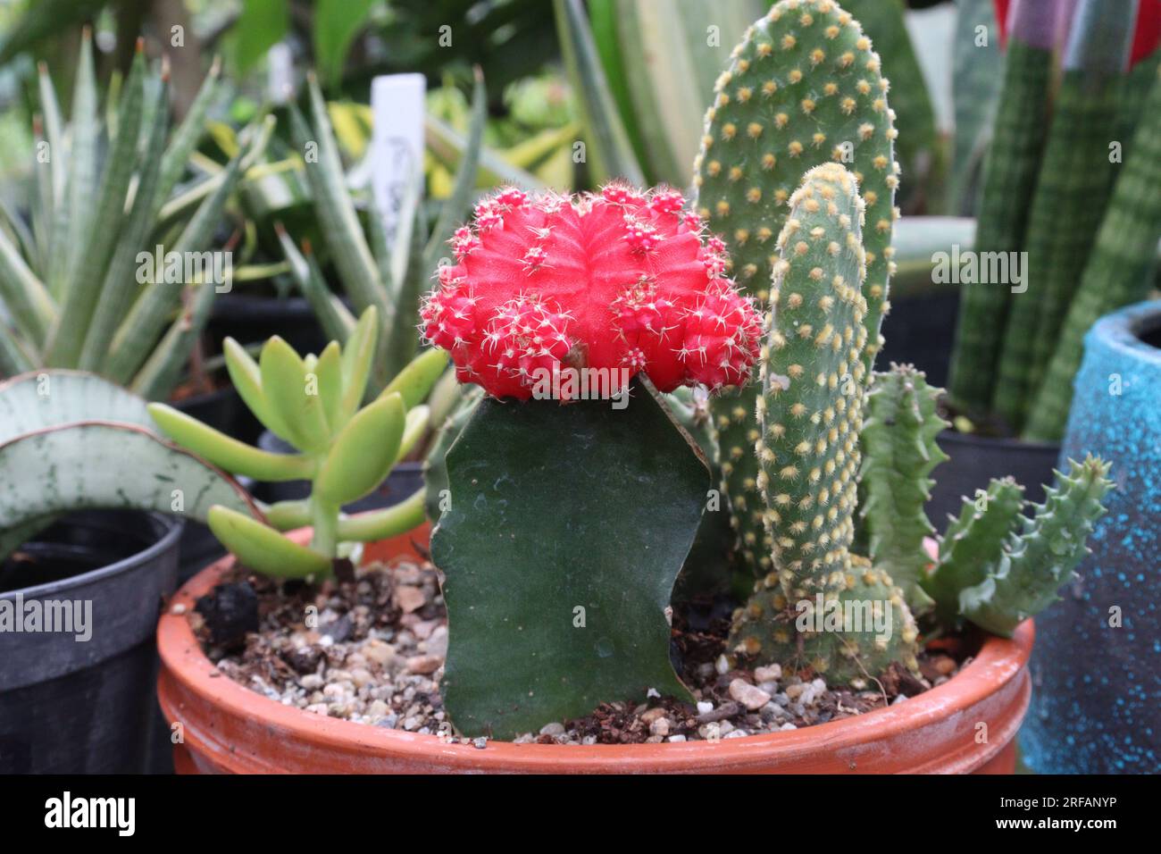 il cactus gymnocalycium mihanovichii in vaso in fattoria per la raccolta sono colture da reddito Foto Stock