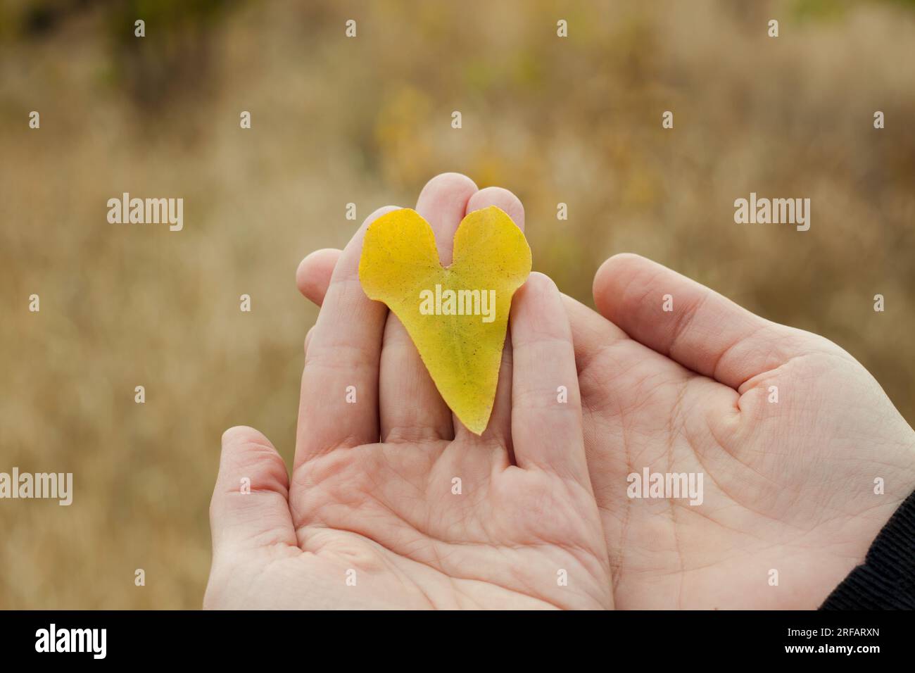 Foglia gialla a forma di cuore nelle mani femminili sfocato sfondo naturale. Carta da parati colorata con cuori di foglie di alberi autunnali. Biglietto d'auguri Love San Valentino Foto Stock