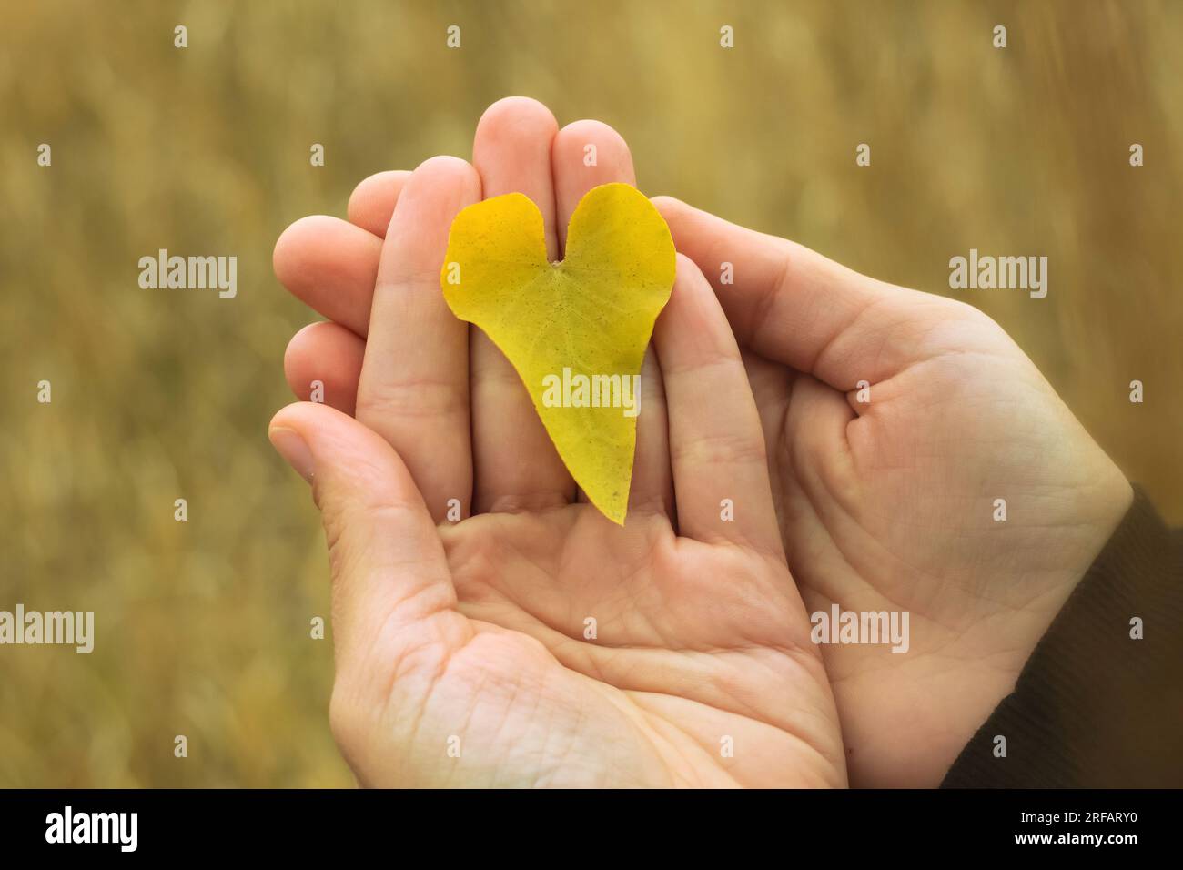 Foglia gialla a forma di cuore nelle mani femminili sfocato sfondo naturale. Carta da parati colorata con cuori di foglie di alberi autunnali. Biglietto d'auguri Love San Valentino Foto Stock