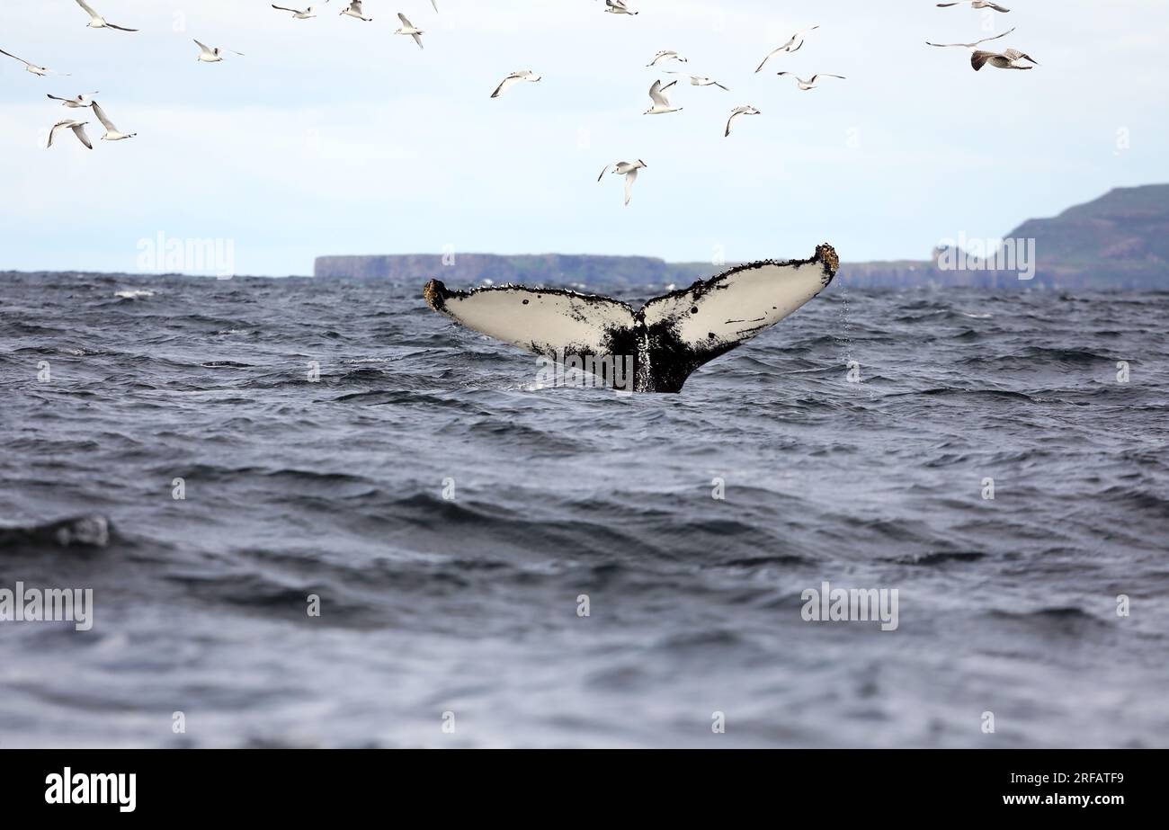 Coda di una megattere mentre si tuffa nell'Oceano Atlantico al largo delle coste delle isole di Mull e Iona nelle Ebridi interne della Scozia Foto Stock