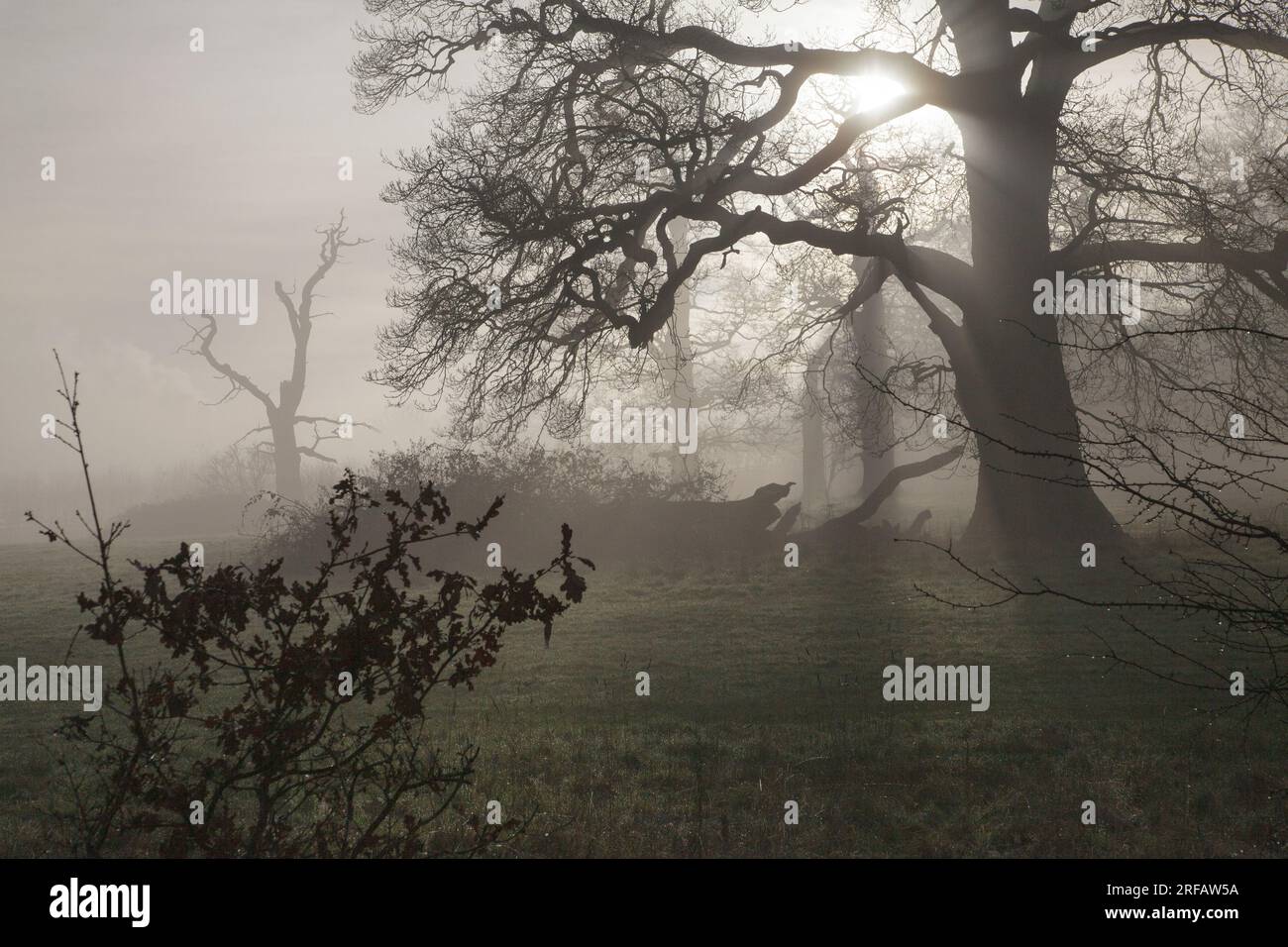 Il basso sole invernale sgorga nella nebbia del Windsor Great Park Foto Stock