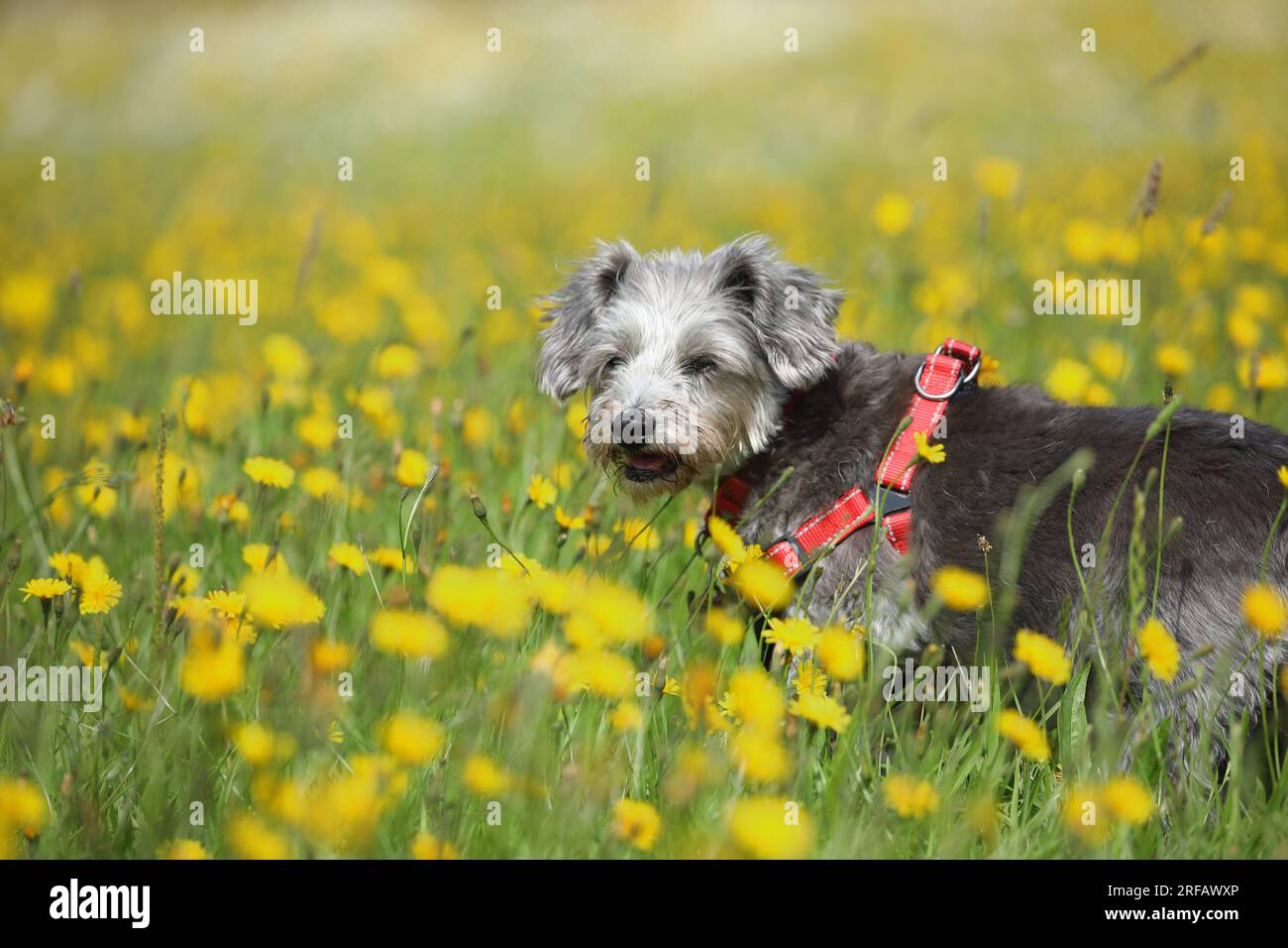 Cane a Wildflower Meadow Foto Stock