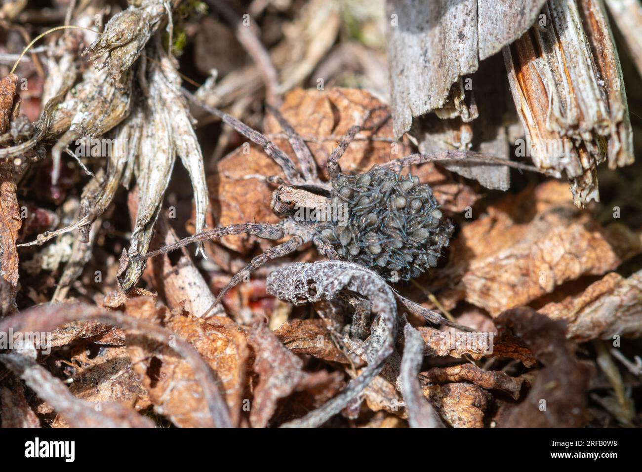 Ragno di lupo femmina che porta giovani ragni sulla schiena, un membro della famiglia Lycosidae, Hampshire, Inghilterra, Regno Unito Foto Stock