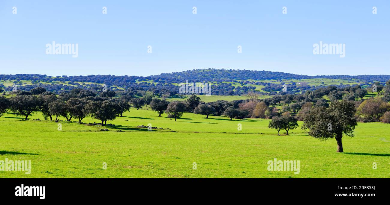 Holm Oak in primavera. Monforte, Alentejo. Portogallo Foto Stock