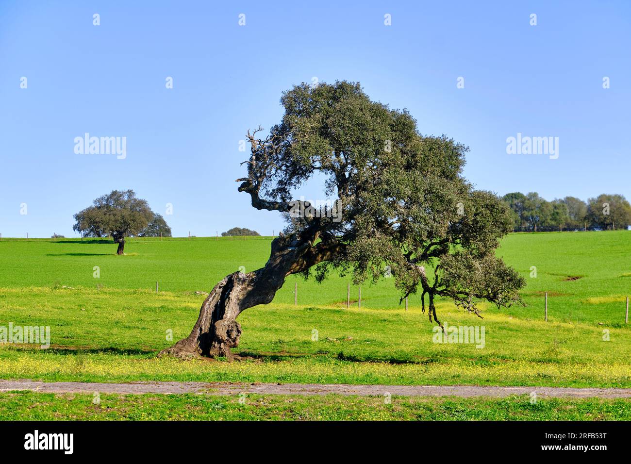 Holm Oak in primavera. Monforte, Alentejo. Portogallo Foto Stock