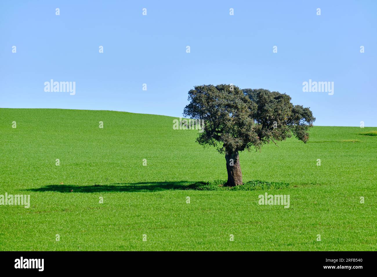 Holm Oak in primavera. Monforte, Alentejo. Portogallo Foto Stock