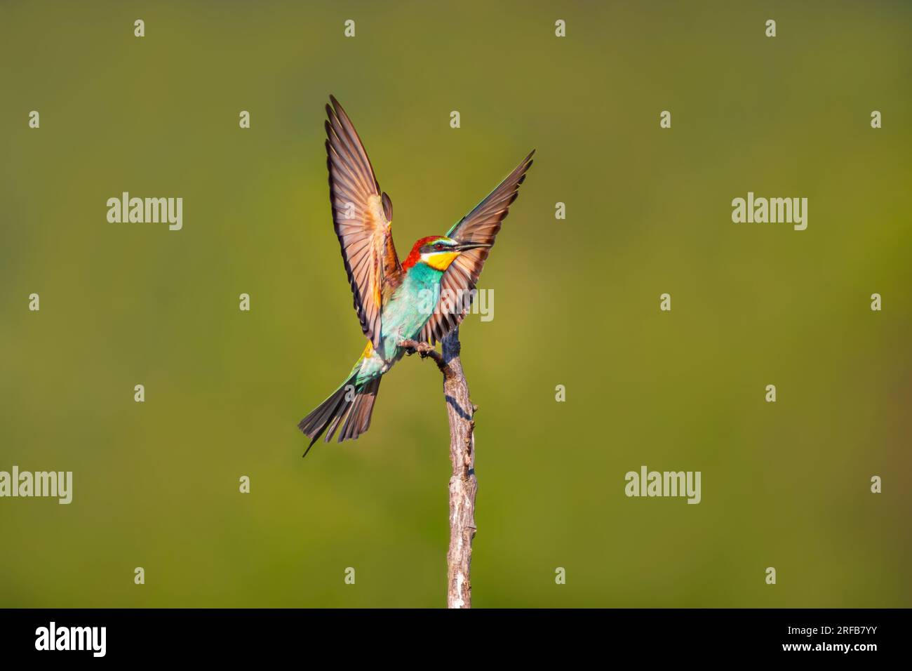 Un colorato mangiappe (Merops apiaster) che atterra su un ramo Foto Stock