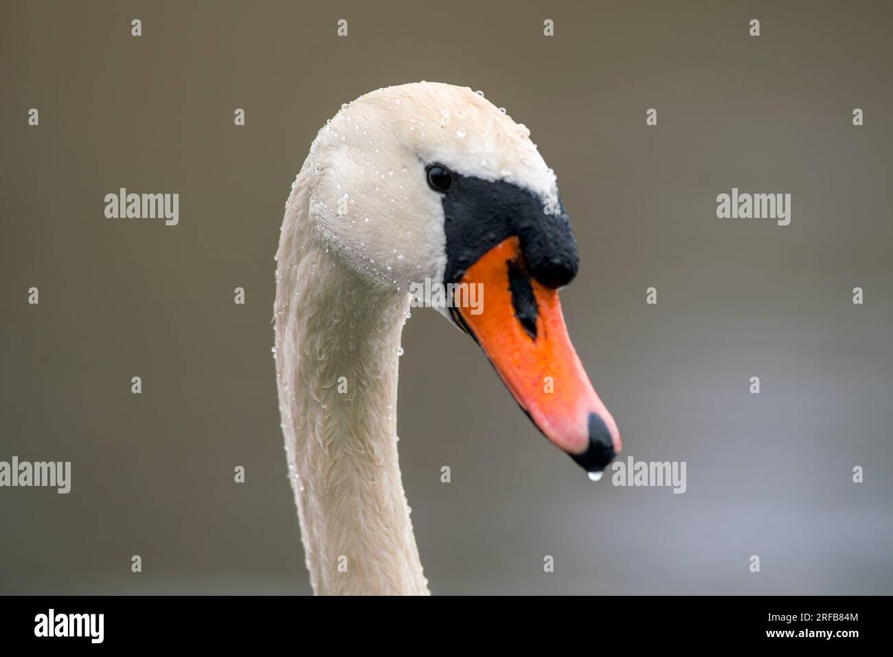 Un ritratto della testa di un cigno muto (Cygnus olor) Foto Stock