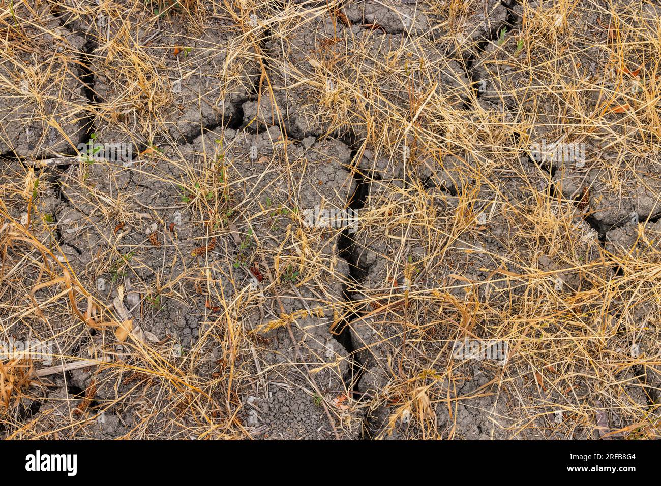 Erba e piante appassite con crepe nel suolo a causa della siccità nei cambiamenti climatici, nel sud della Germania Foto Stock