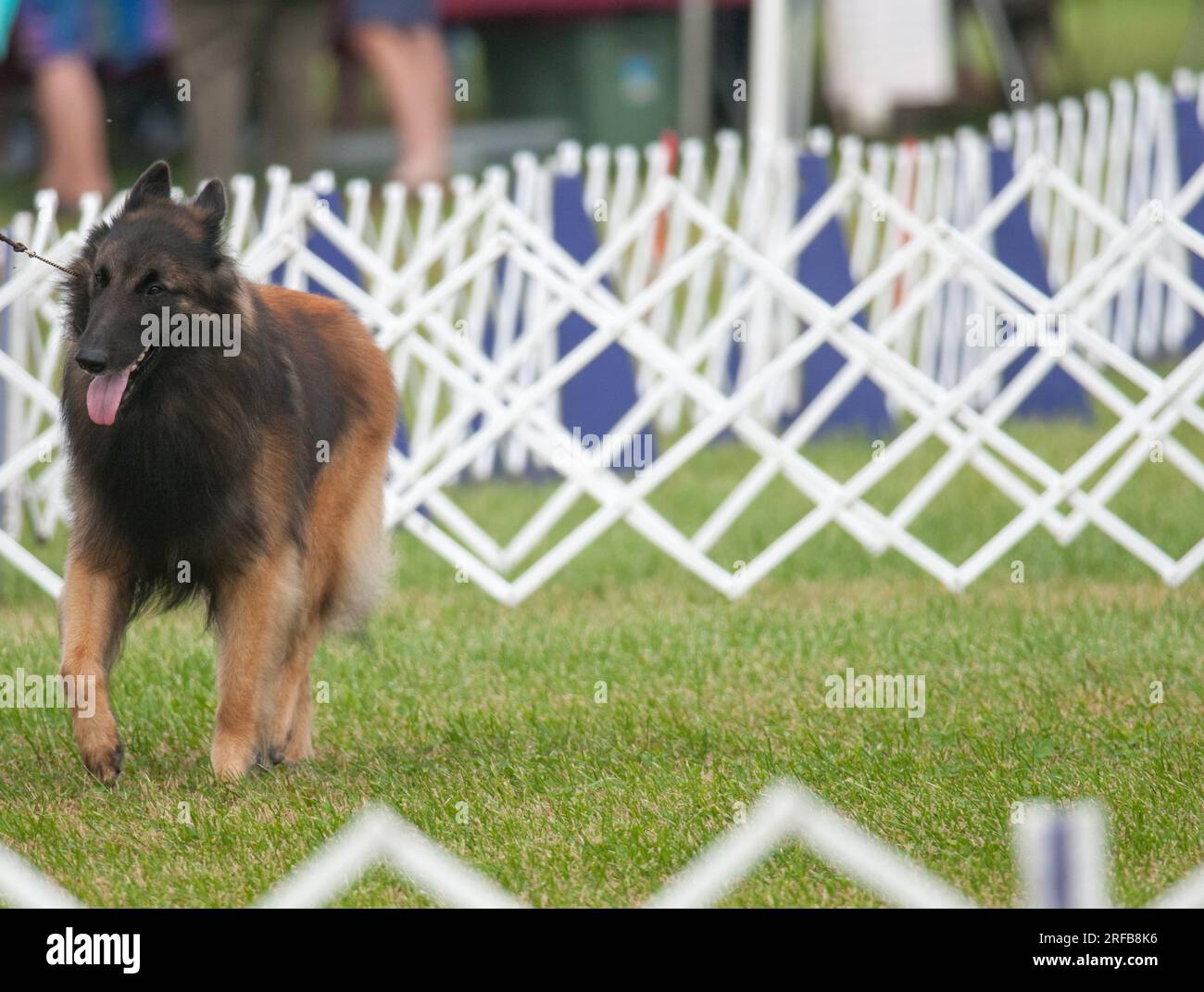 Il belga Tervuren si muove attraverso l'anello della mostra canina Foto Stock