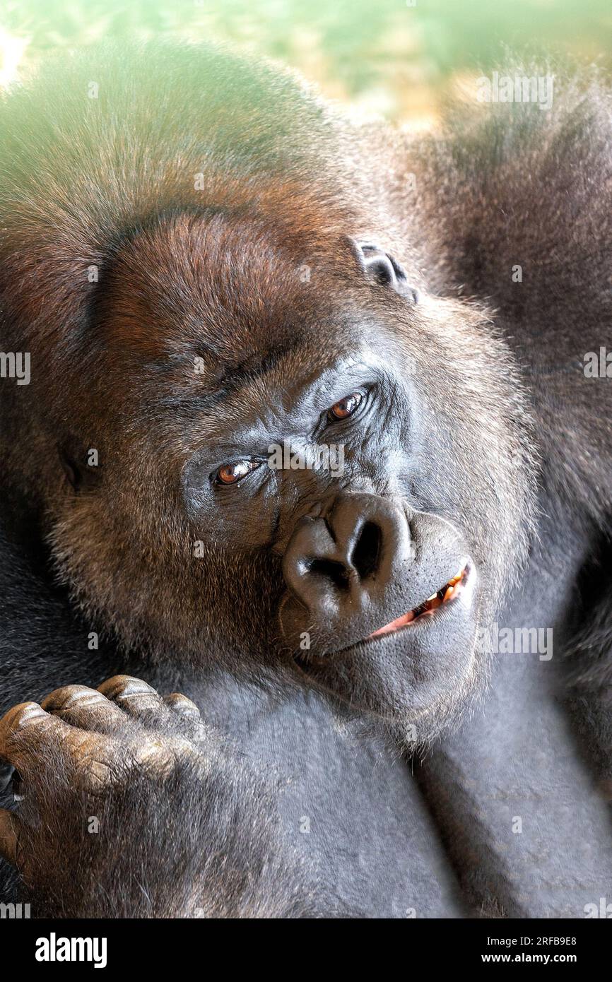 Incontra la maestosa Gorilla delle Lowlands occidentali, Gorilla gorilla, originaria delle fitte foreste pluviali dell'Africa centrale e occidentale. Questa magnifica scimmia C. Foto Stock