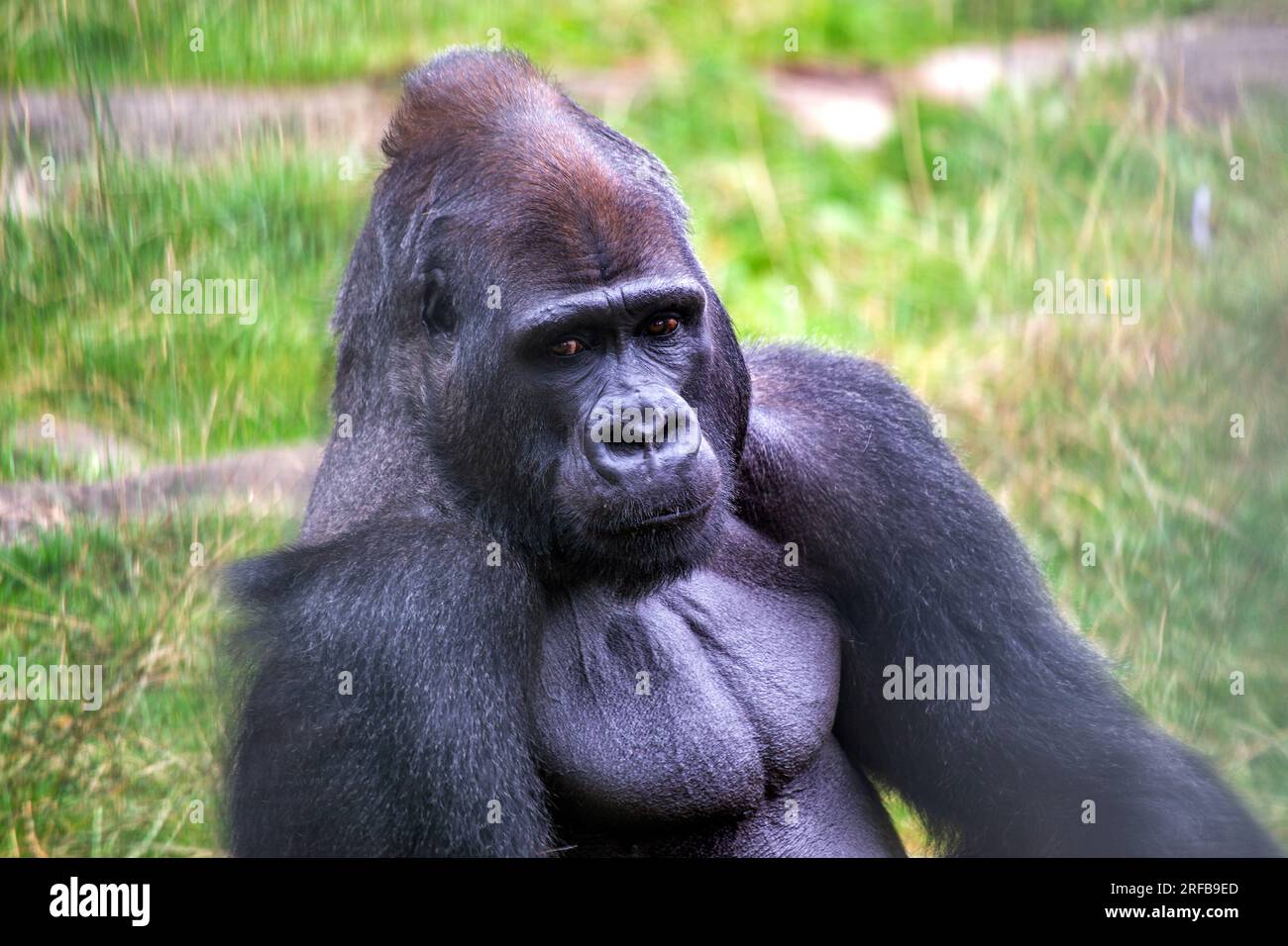 Incontra la maestosa Gorilla delle Lowlands occidentali, Gorilla gorilla, originaria delle fitte foreste pluviali dell'Africa centrale e occidentale. Questa magnifica scimmia C. Foto Stock