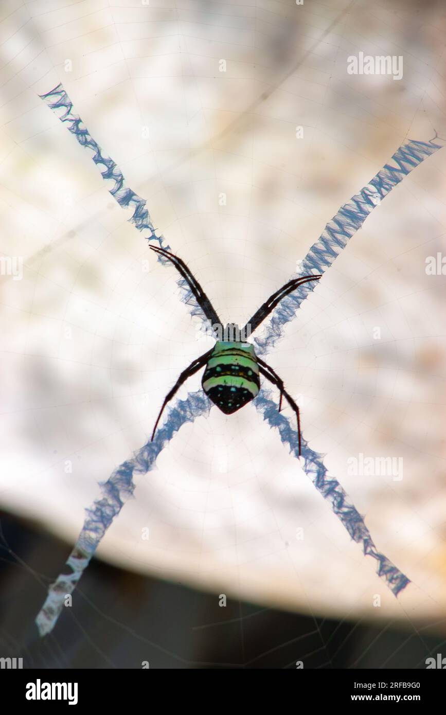 Saint Andrew's Cross Spider, Argiope keyserlingi, o Northern Saint Andrew's Cross Spider, Argiope aetherea, Malanda, Australia. Foto Stock