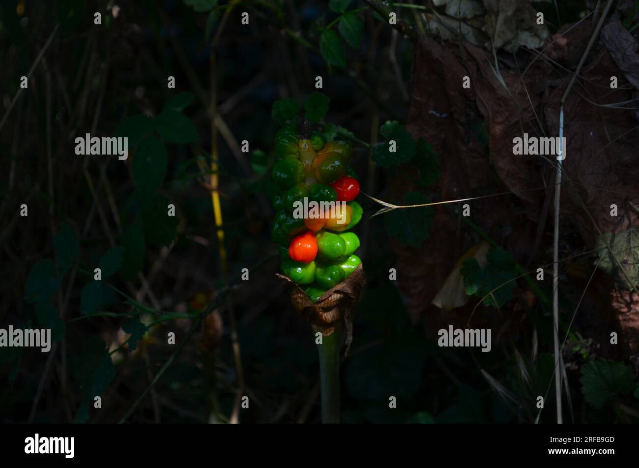 Pianta trovata nel sottobosco nei boschi Foto Stock