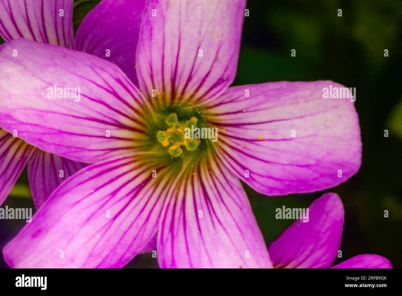 Fiore strisciante di Oxalis, Oxalis articulata, Oxalis debilis, Sorrel di legno rosa, erbacce da giardino, Malanda, Australia. Foto Stock