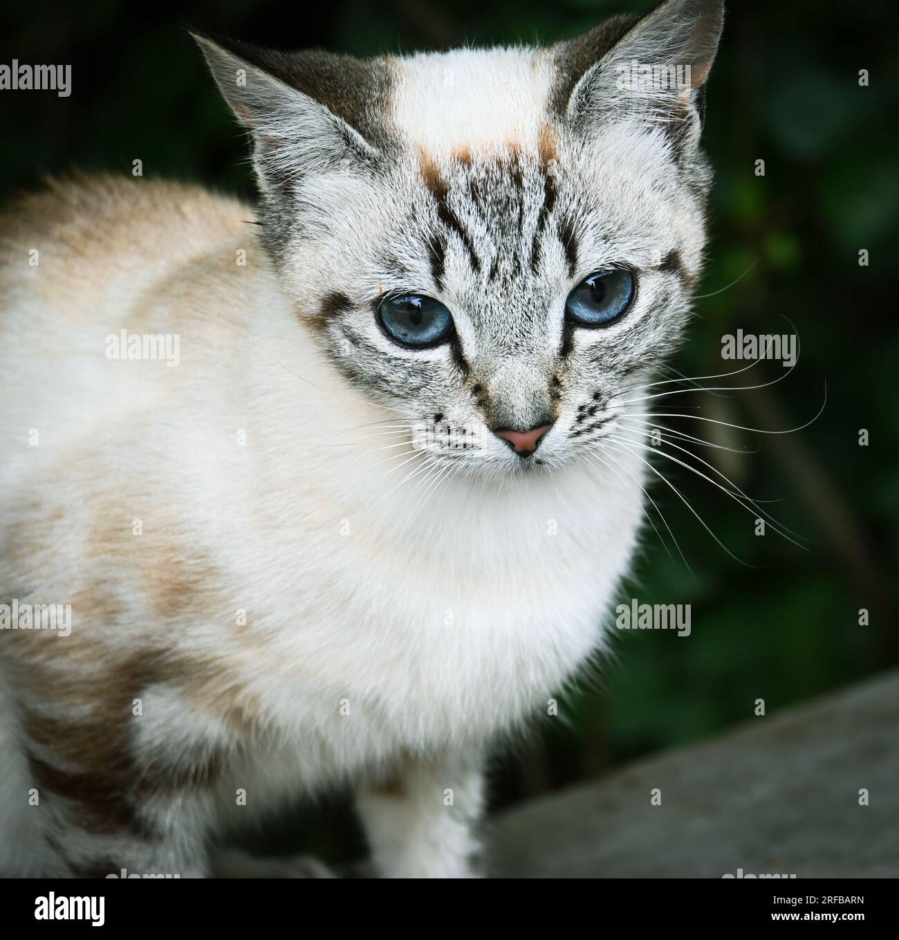 Primo piano di un gatto bianco con occhi blu Foto Stock