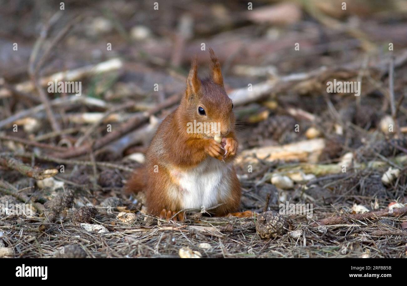 Primo piano dello scoiattolo rosso che mangia noci al Formby Reserve Foto Stock