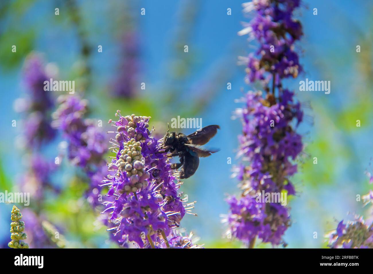 Insetti Honey Bee che assaporano i fiori di viola Foto Stock