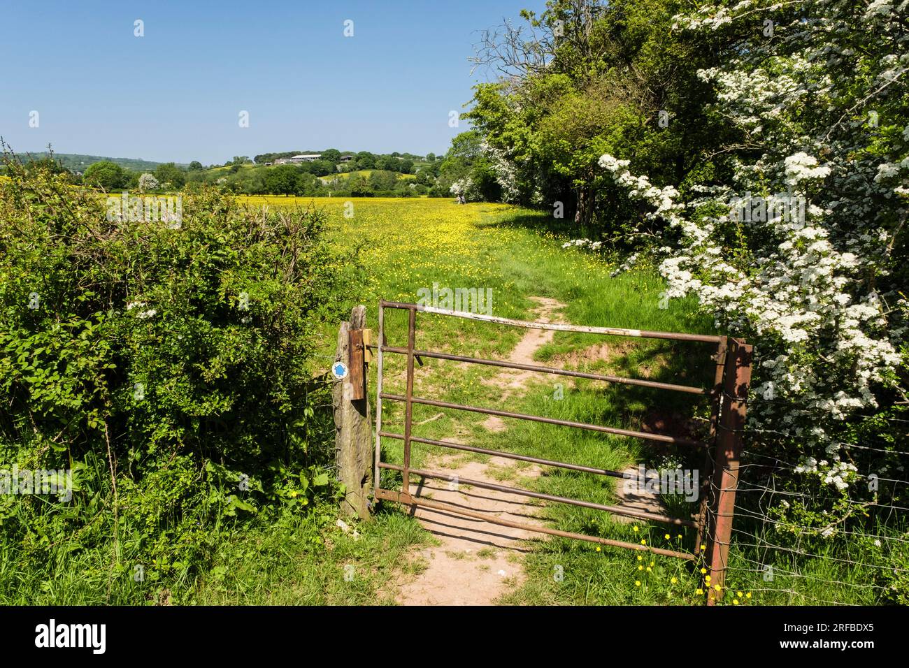 Cancello sul sentiero Herefordshire Way attraverso Buttercup Fields nella Golden Valley con la fioritura del biancospino in estate. Peterchurch, Herefordshire, Inghilterra Foto Stock