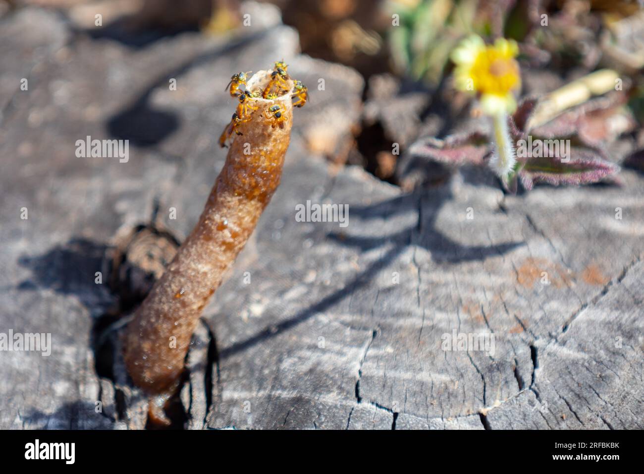 Api Jatai adulte della specie Tetragonisca angustula a fuoco selettivo. "Mirim Bees" Foto Stock