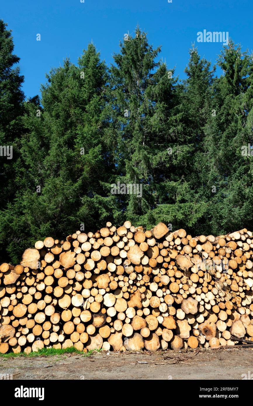 Tronchi impilati vicino a una foresta in una giornata di sole, Parco regionale naturale dei Vulcani dell'Auvergne, dipartimento del Puy de Dome, Alpes Rodano dell'Auvergne, Francia Foto Stock