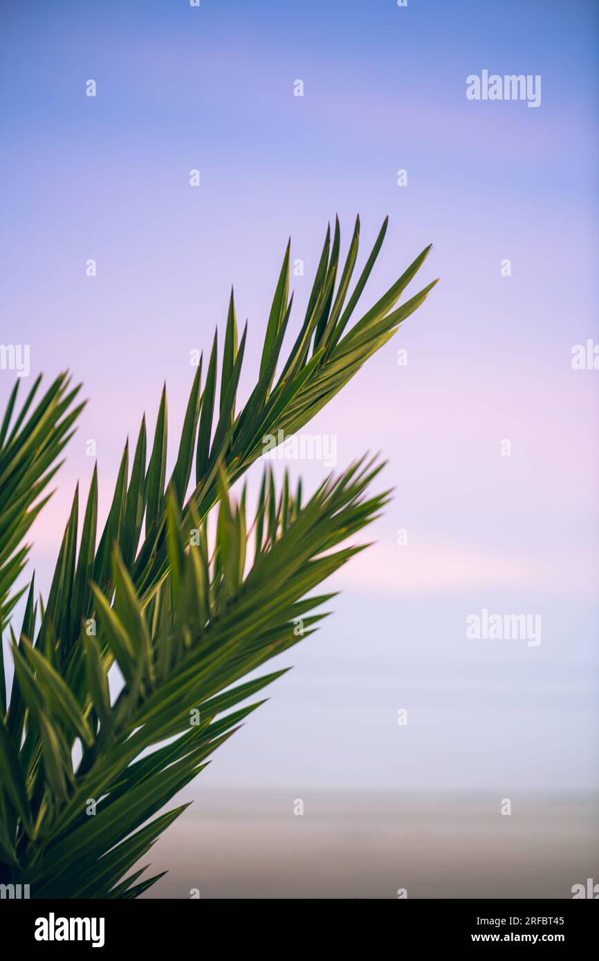 Le foglie di palma si aprono con il tramonto nel cielo per dipingere colori bellissimi Foto Stock