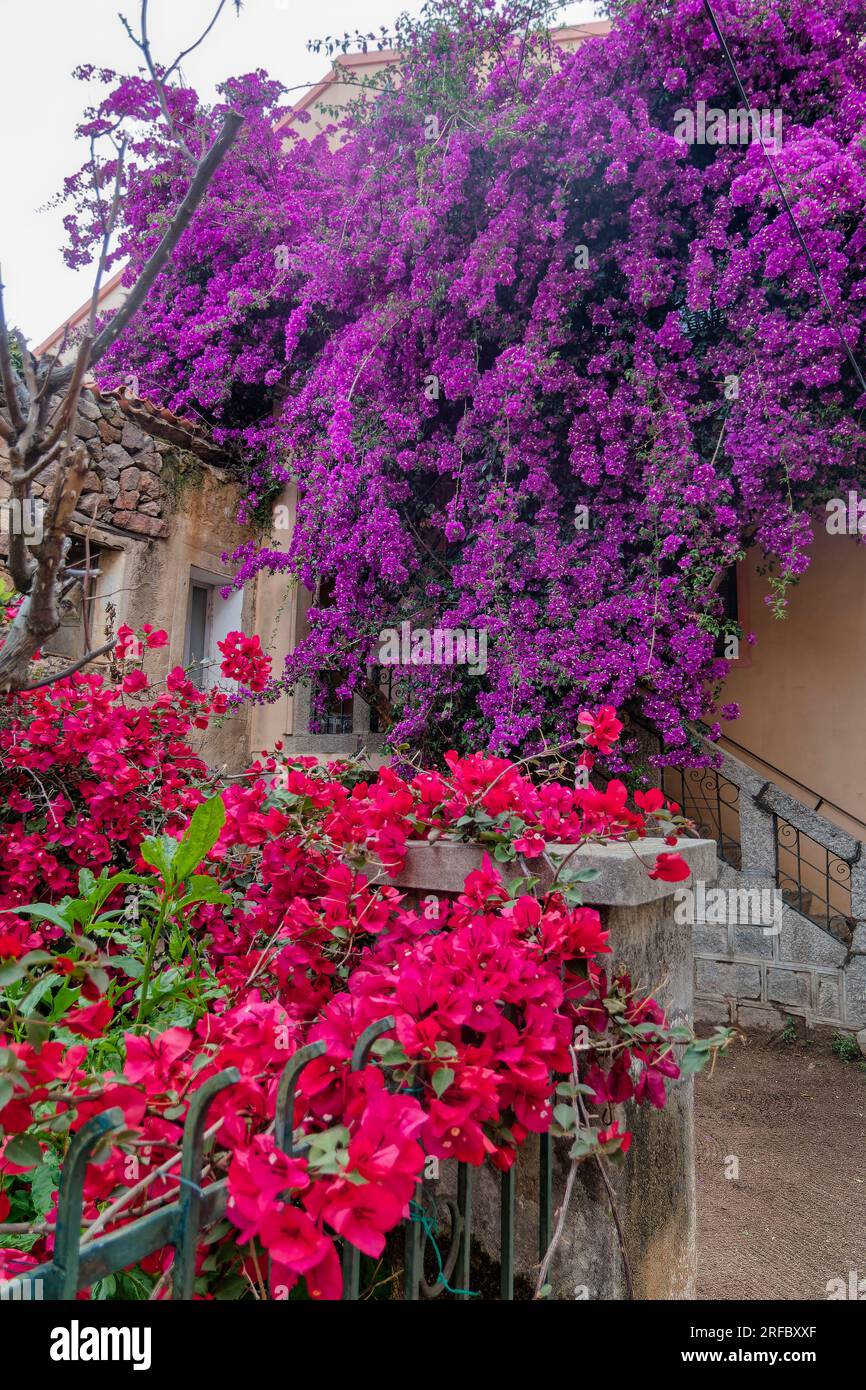 Blütenpracht in Porto Vecchio, Korsika, Frankreich, Europa, Bougainville Foto Stock