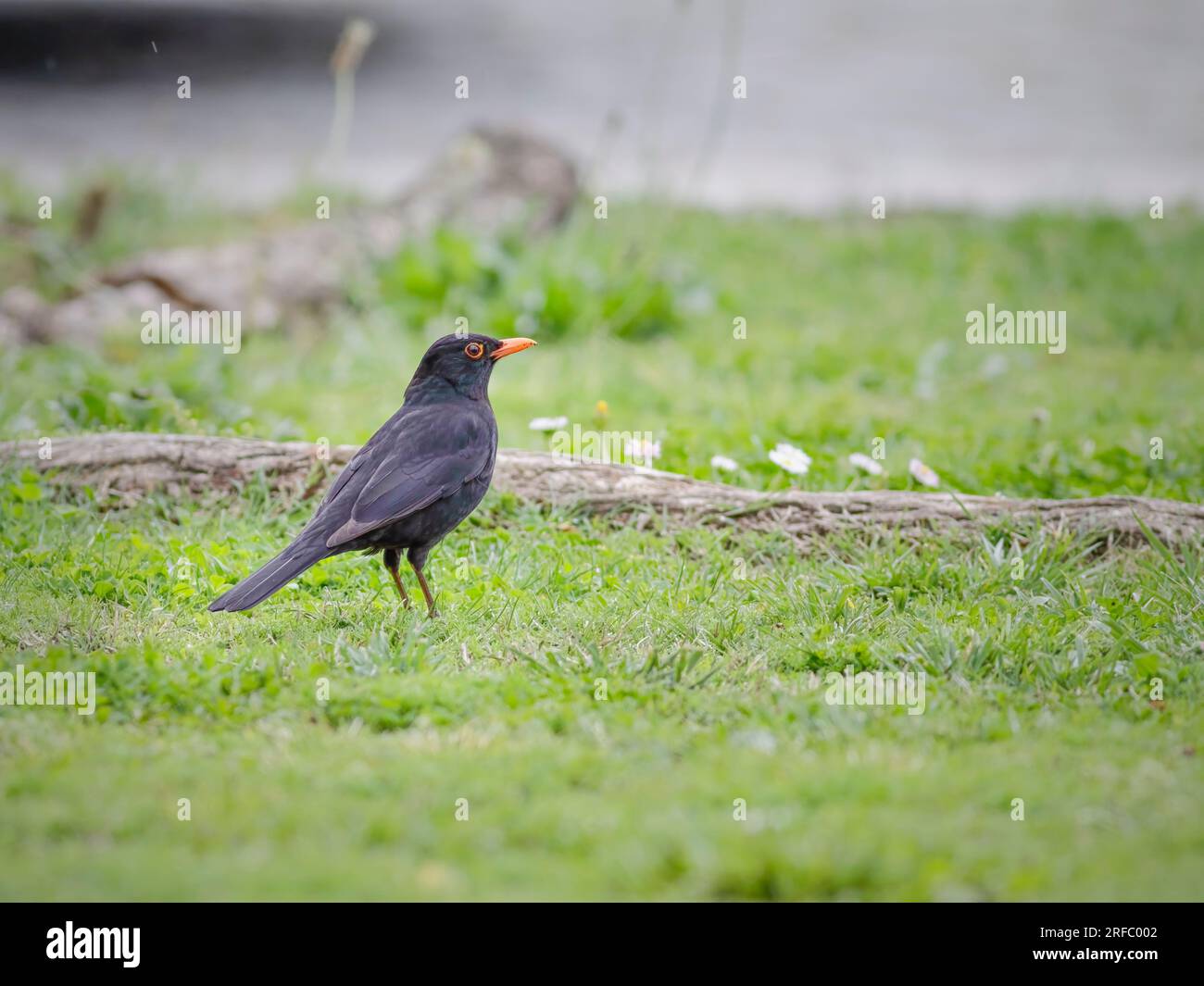 Uccello nero comune in un prato del nord del portogallo Foto Stock