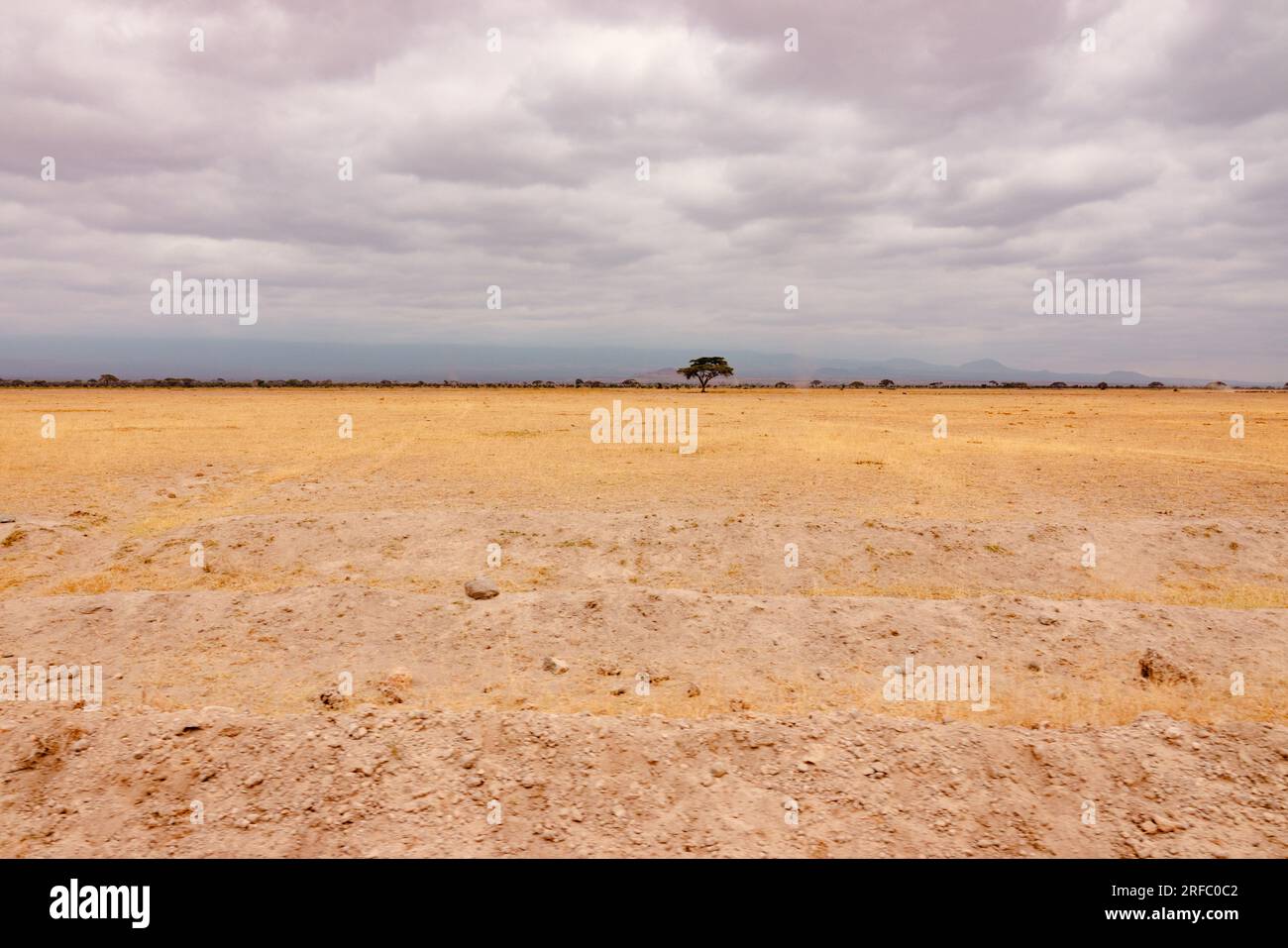 Paesaggi erbosi panoramici della savana con l'ombrello di un albero di acacia nel Parco Nazionale di Amboseli, Kenya Foto Stock