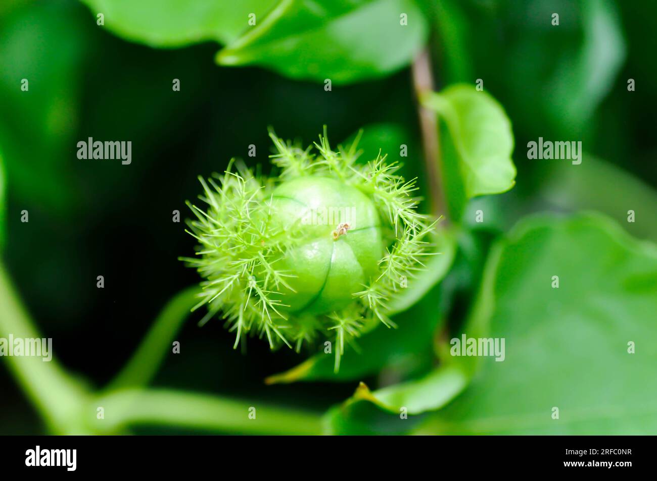 Passiflora foetida L, Fetid Passionflower o Scarletfruit Passionflower o Passifloraceae Foto Stock