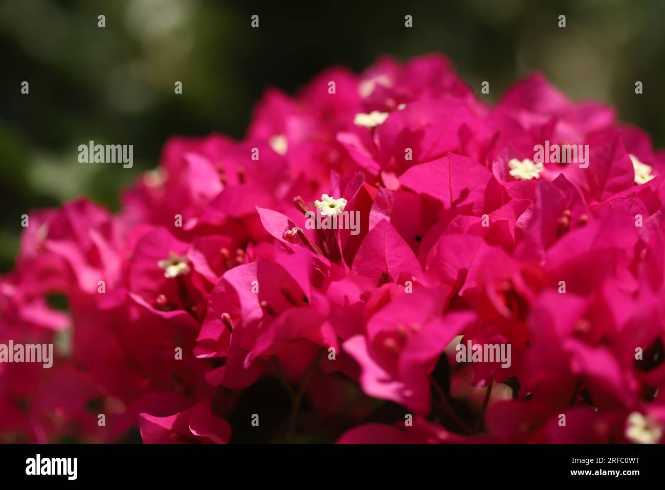 Primo piano del fiore rosa di Bougainvillea Foto Stock