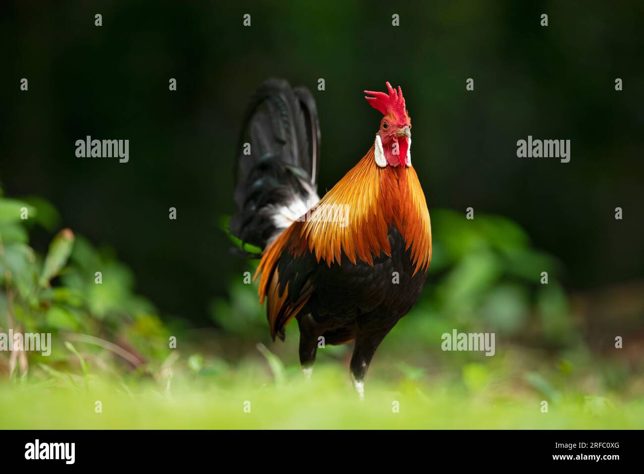 Avvistamento di gallo nella giungla rossa ai margini di una foresta di mangrovie, Singapore Foto Stock